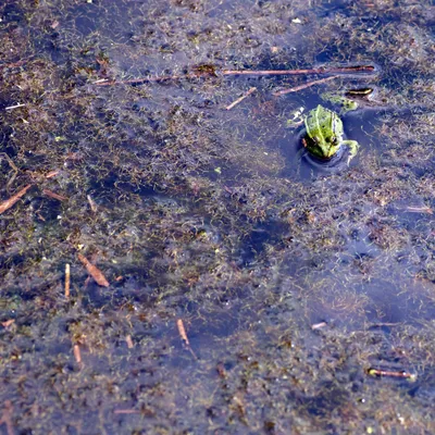 DSC 7178 gew01L02a crop