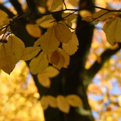 DSC 8467 kopi C3 ABren 2