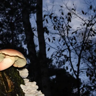 DSC 8566 kopi C3 ABren