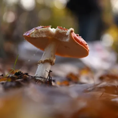 DSC 8570 kopi C3 ABren