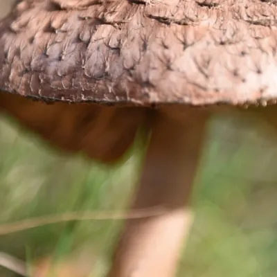 DSC 8745 kopi C3 ABren