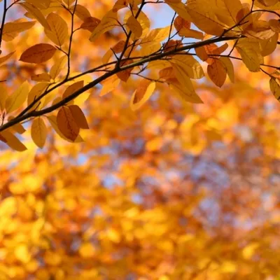 DSC 8746 kopi C3 ABren