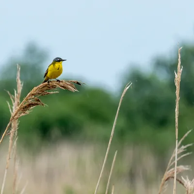 DSC03641 Verbeterd NR