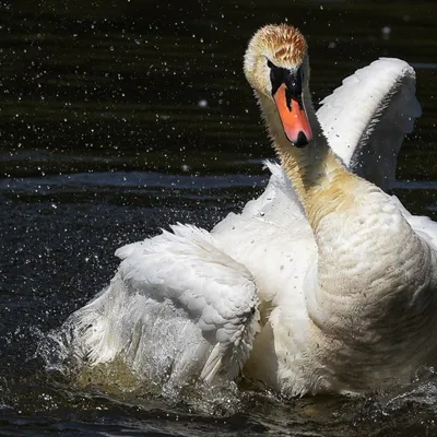 Foto afdrukken Ans Heisen A Custom