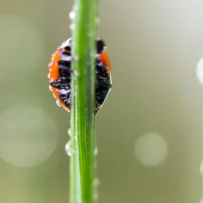 Foto afdrukken Tiemen Meertens A Custom 1