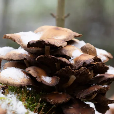 Hemelse Berg 231125 Oosterbeek 48A1819