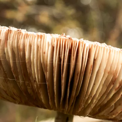 Het Quin 201024 Afferden 48A0535