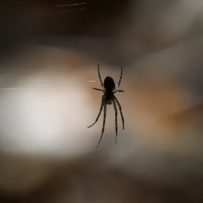 IMG 2991 aan een zijden draadje