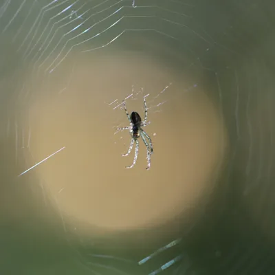 IMG 3001 in het zonnetje gezet