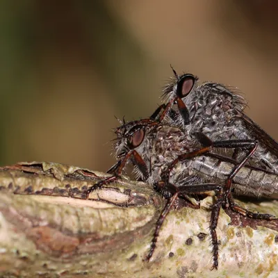 IMG 3104 oeps. betrapt