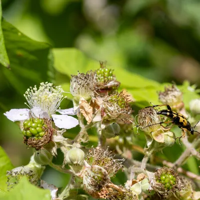 Ine 2024 06 23naamloos 49