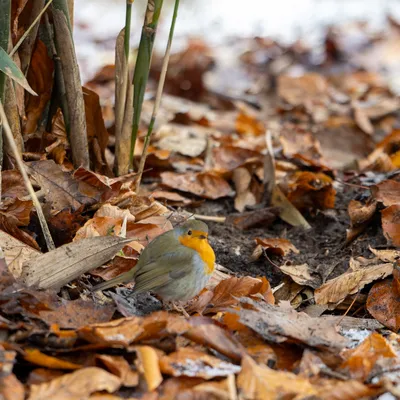 Ine 2025 11 23naamloos 28