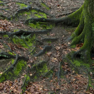 Kasteel Hoekelum 240324 Bennenkom 48A9440