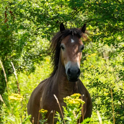 Kraaijenbergse plassen 1733
