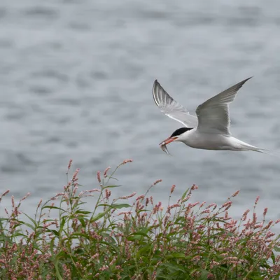 Kraaijenbergse plassen