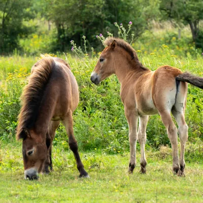 Kraaijenbergse plassen 1815