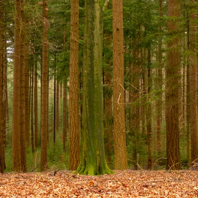 Kroondomein Apeldoorn 2268