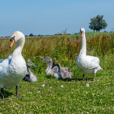 Binnenveldse Hooijlanden