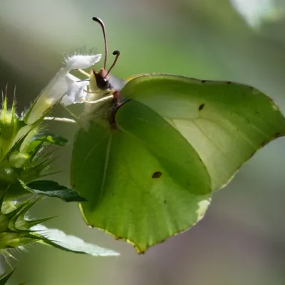 Landgoed Vrijland 8276