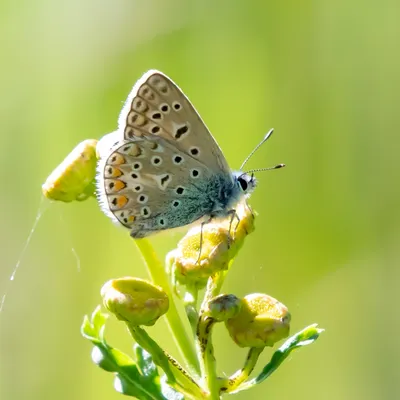 Landgoed Vrijland 8304