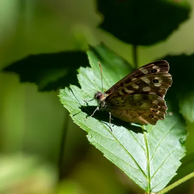 Landgoed Vrijland 8342