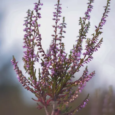 Maasduinen 270725 Wellerlooi 48A1219