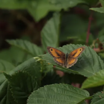 Maasduinen 270725 Wellerlooi 48A1245