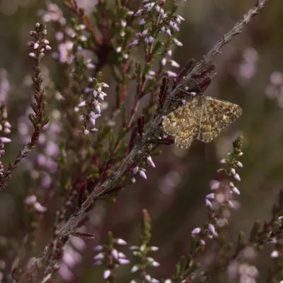 Maasduinen 270725 Wellerlooi 48A1248