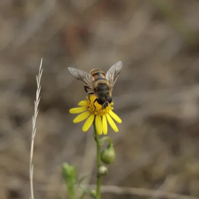 Maasduinen 270725 Wellerlooi 48A1253