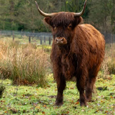 Onzalige bossen 0757