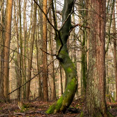 Onzalige bossen 0763