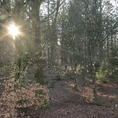 Onzalige bossen 260125 De Steeg 48A0681