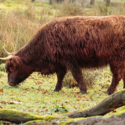 Onzalige bossen 260125 De Steeg 48A0697