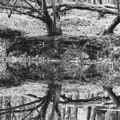 Onzalige bossen 260125 De Steeg 48A0711