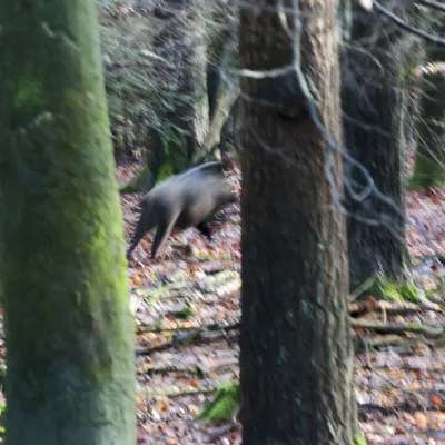 Onzalige bossen 260125 De Steeg 48A0716