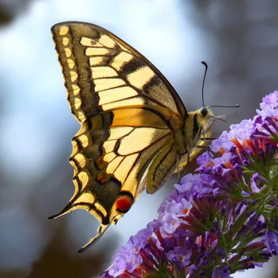 P1010938 kopie bew 3