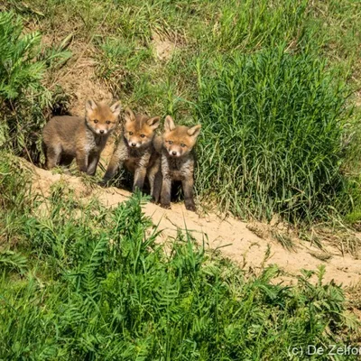 Kraaijenbergse Plassen
