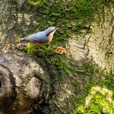 Planken Wambuis 1786