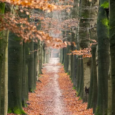 Planken Wambuis 1795