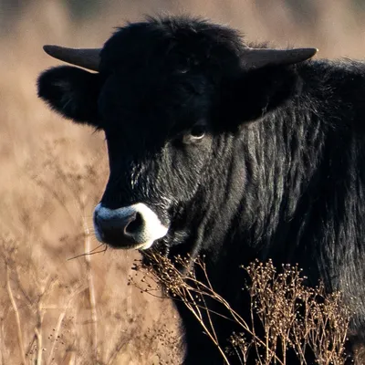 Planken Wambuis 1929