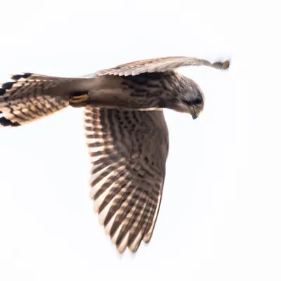 Planken Wambuis 2046