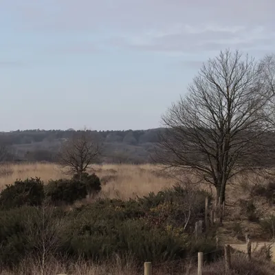 Posbank 160225 De Steeg 48A0785