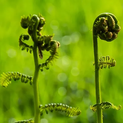 Renkums Beekdal 5664