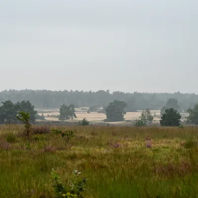 Rozendaaalse veld 0087