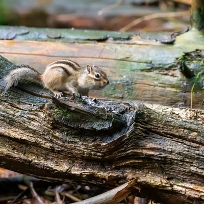 Siberische grondeekhoorn 8809