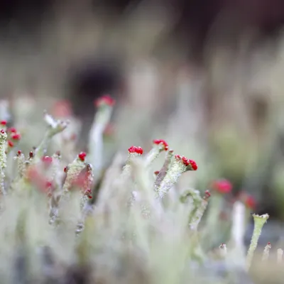 Wekeromse zand 250224 Wekerom 48A9264