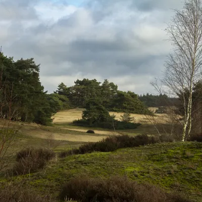 Wekeromse zand 250224 Wekerom MG 7875