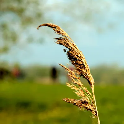 zelfontspanners 140419 millingenwaard mg 6300 02