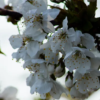 zelfontspanners 140419 millingenwaard mg 6338 2