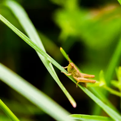 zelfontspanners 260519 buren mg 6501